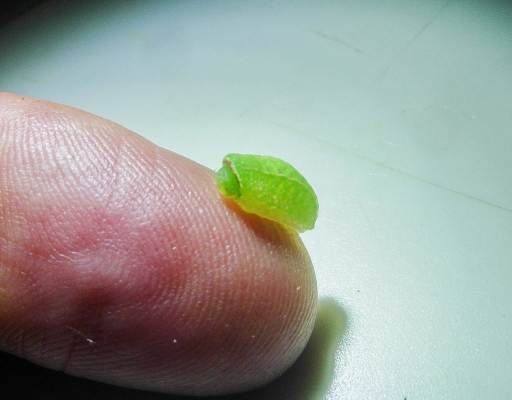 Limacodidae: larva di Apoda limacodes